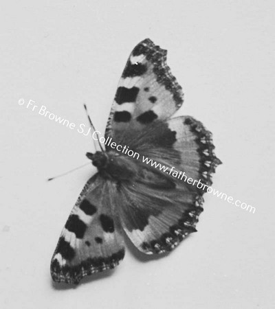 COPY NEGS BUTTERFLY